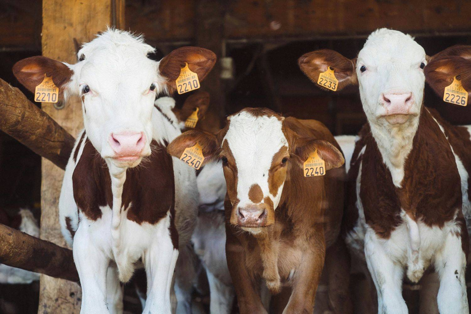 Hoe een PR-bureau de BoerBurgerBeweging in de Tweede Kamer bracht