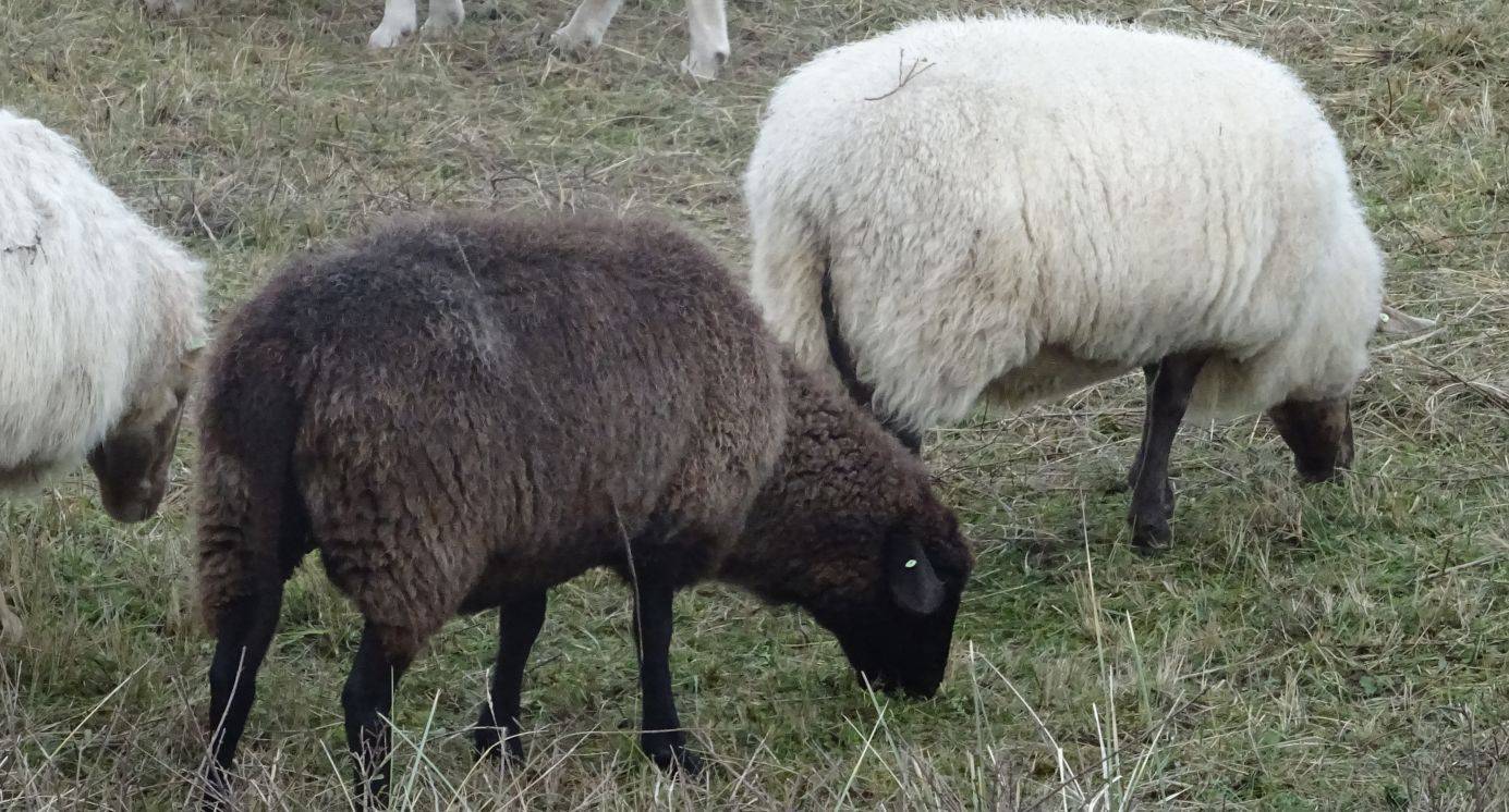 Het Nationaal AI Deltaplan komt vooral de industrie ten goede