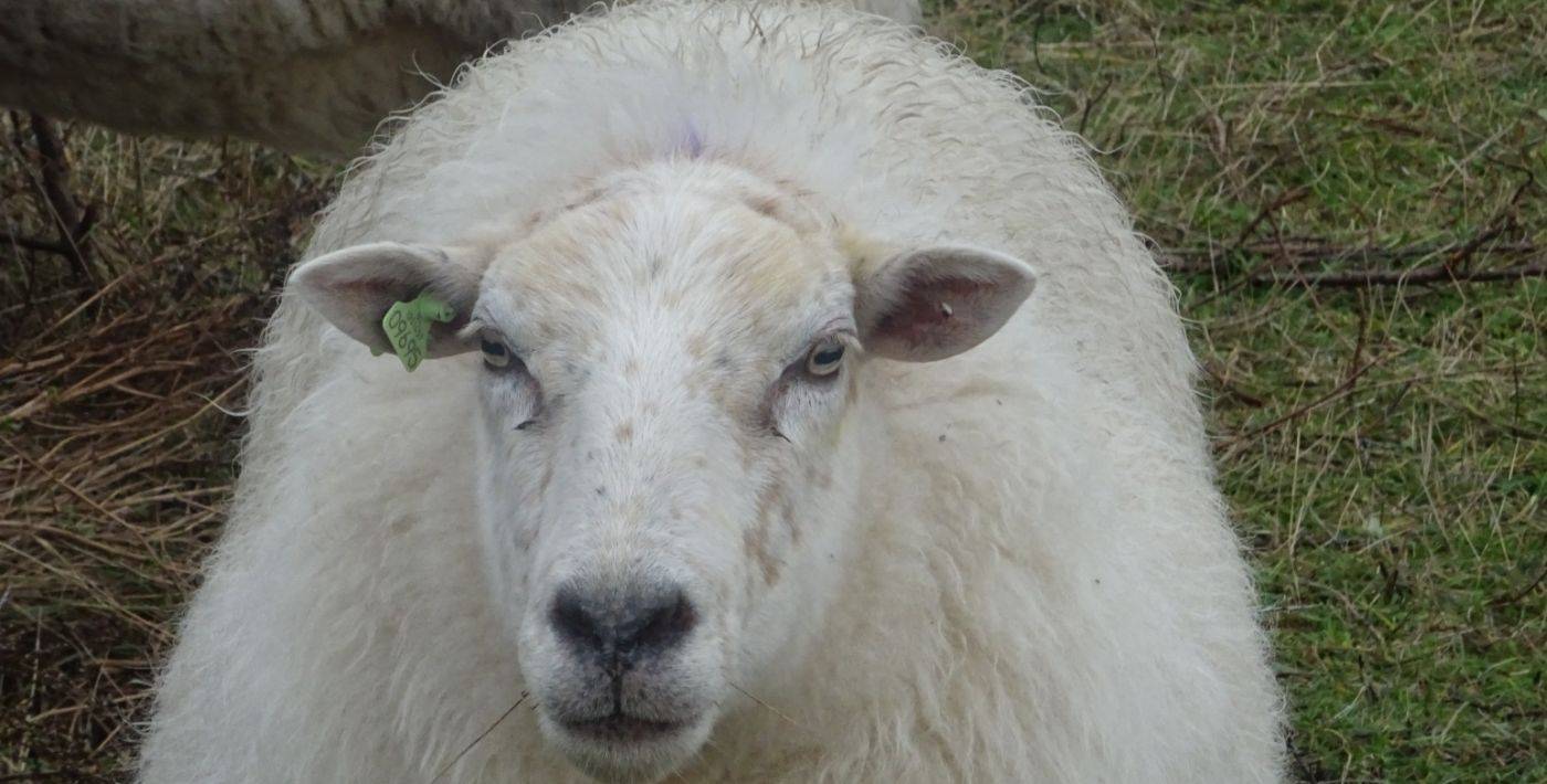 Zelfreinigend vermogen journalistiek gering